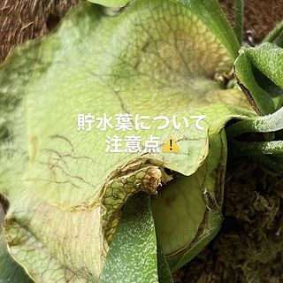 中心部にある貯水葉は株を乾燥や害虫から守り、水分をためる大切な役割を果たしています。そのままにしておいて大丈夫です。安心してくださいね。
