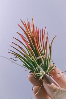 エアプランツのイオナンタフエゴ。冬の時期は一週間に一度霧吹きをし、太陽にも当ててあげて日光浴をさせてあげましょう。