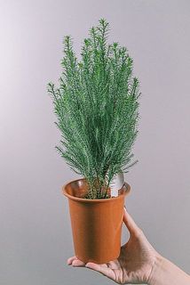 サイズ感は鉢底から40cmほど。