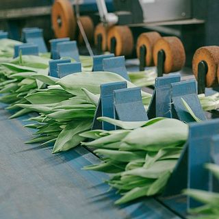 国内では珍しいオランダ式の最新設備を導入。ひとつひとつ丁寧にチェックされたチューリップだけが、あなたの元に届きます。