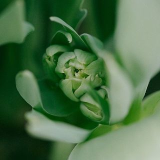 鮮度ぱつぐん！まるでお野菜のようにシャキシャキです。