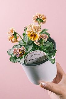 色はおまかせになります。