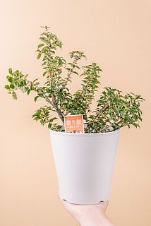 枝ぶりや大きさには個体差がございます。