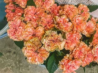 コーラルピンクやベージュが混ざったかわいい変わり咲きのばらです☺️