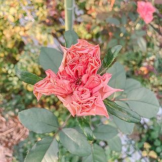 くしゅくしゅと咲き開きます🤲