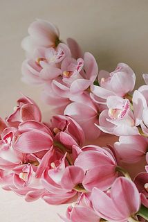 ピンク色は淡いピンクまたは濃いピンクの品種が入る可能性があります。