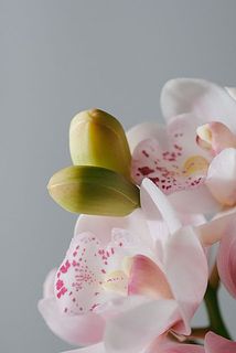 かわいらしいつぼみ。咲くのが待ち遠しい！