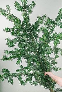 形、枝ぶりには個体差があります。