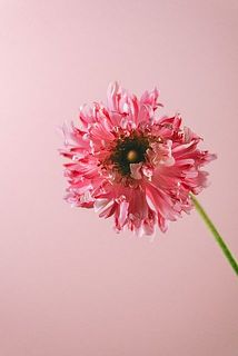 花の中心部が茶色いのは品種特性になります