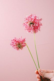 サイズには個体差がございます。