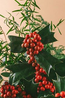 クリスマスホーリーは実が汚れいる場合があります。
