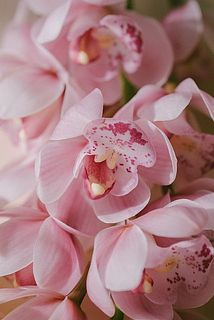 見れば見るほど不思議な形と模様。一つ一つ表情が異なるのでじっくり観察してみて。