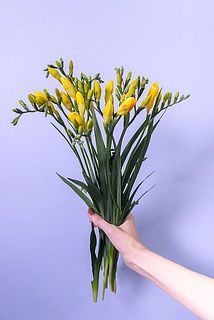 つぼみからだんだんと花が咲きます。