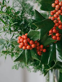 赤い実とトゲトゲの葉っぱがかわいいクリスマスホーリー。