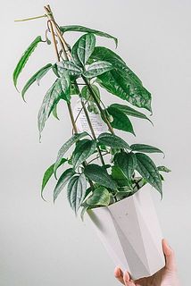 形、葉付きには個体差があります。