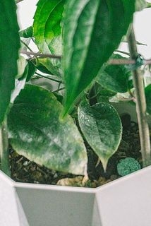 一部、葉に傷や変色がある場合がございます。