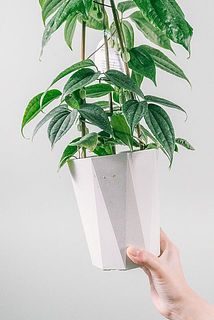 一部、鉢に汚れがある場合がございます。