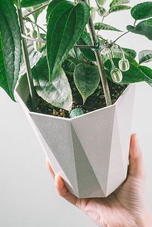 植物の個体差により、肥料が入っている場合がございます。