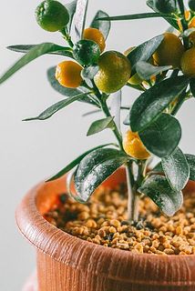 一部、葉に傷や変色がある場合がございます。