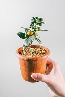 実付き、枝ぶりには個体差がございます。