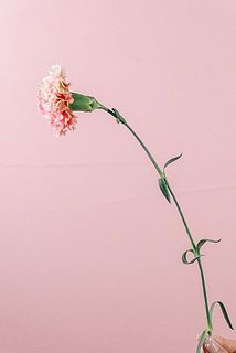 茎が細く折れやすいためご注意ください。