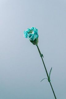 蕾の状態のカーネーションも入ります。