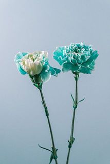 色付きには個体差がございます。