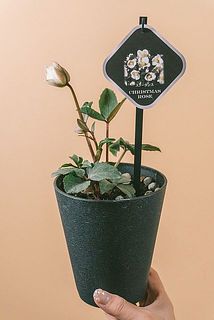 蕾の状態でお届けする場合がございます。