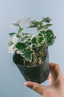 サイズには個体差がございます