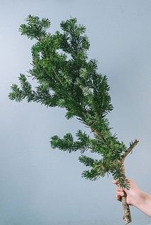 大きさには個体差がございます。