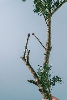 モミの葉は乾燥が進むにつれ、ポロポロ落ちやすいです。ご了承の上お買い求めください。