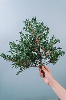 大きさには個体差がございます。