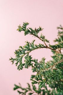 一部、葉の先が乾燥で変色している場合がございます。