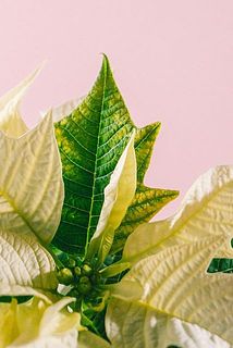 一部、変色している葉がある場合がございます。