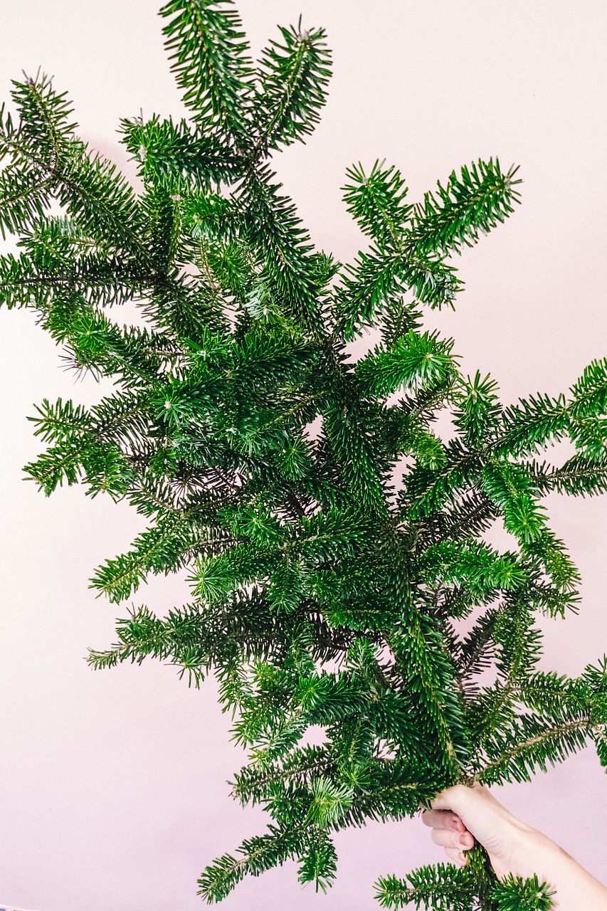 大きなモミの木