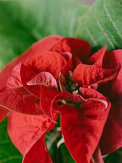 特性でくしゅっとしています。