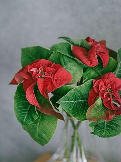 ばさっと飾るだけでおしゃれに。