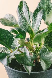 蕾の状態てお届けする場合がございます。