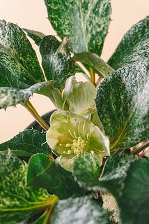 咲いた姿がかわいい😍