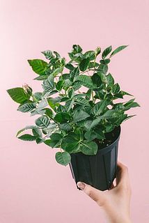 蕾の状態でお届けする場合がございます。