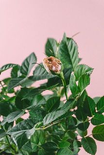 花びらが茶色く変色している場合がございます。ご了承ください。