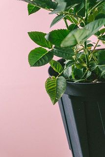 一部、葉が傷ついていたり変色している場合がございます。