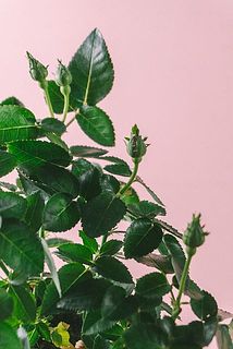 蕾がたくさんあります😍