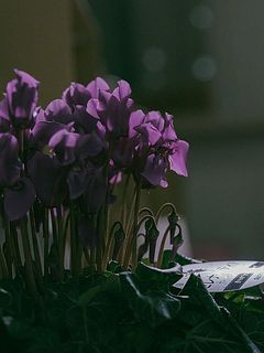 光に透ける花びらが美しい。