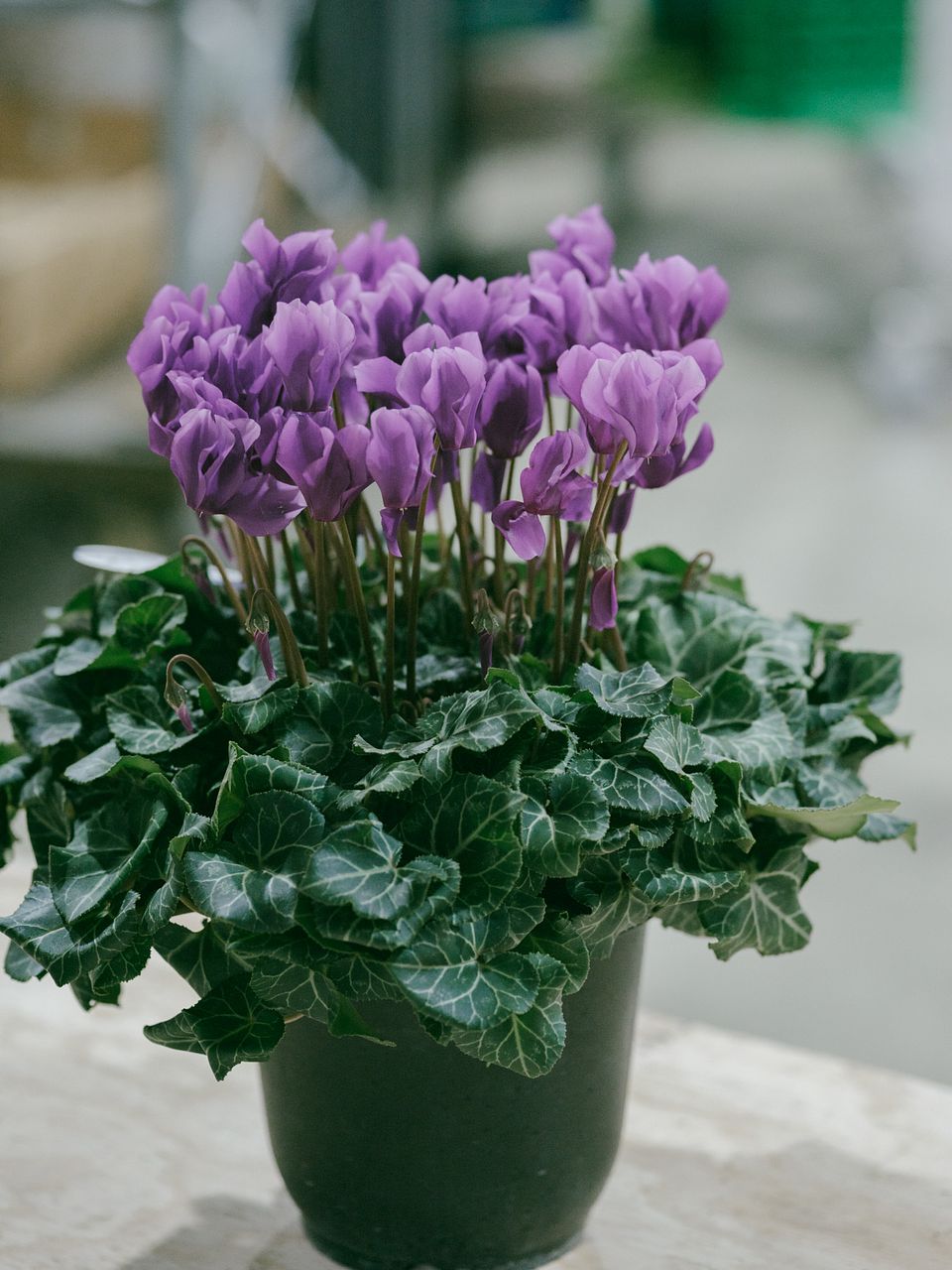 シクラメン「アロマブルー」