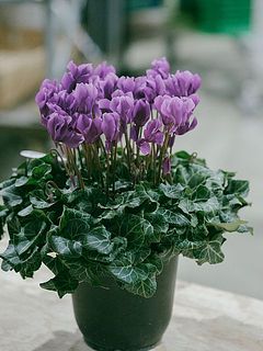 ネイビー 花柄 アロマポット 3寸玉形 紺透 七宝繋 アロマポット（花瓶