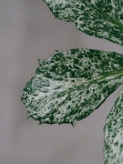 白い斑入りの葉が美しいクリスマスローズです。