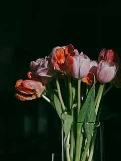 3品種ミックスでお届けするので、それぞれの違いも楽しんで（品種はおまかせなので、写真と異なる場合があります）。