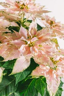 淡いピンクがラブリーすぎる🎀