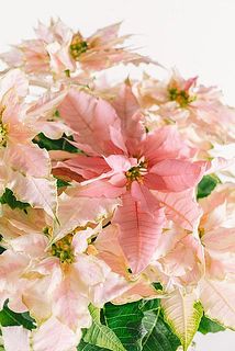 濃いピンクもキュート🩷